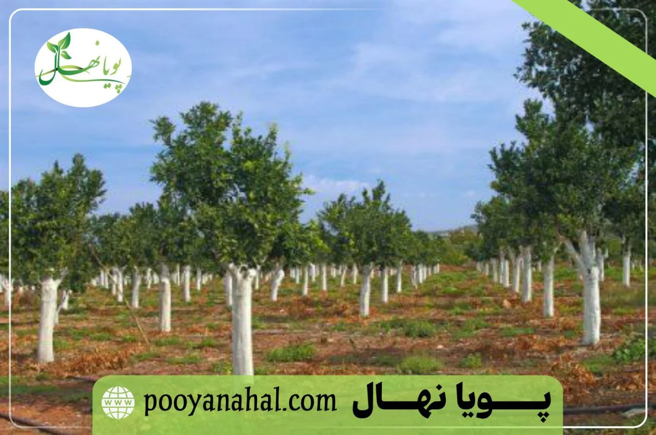 تصویر نهال گردو در یک باغ تجاری