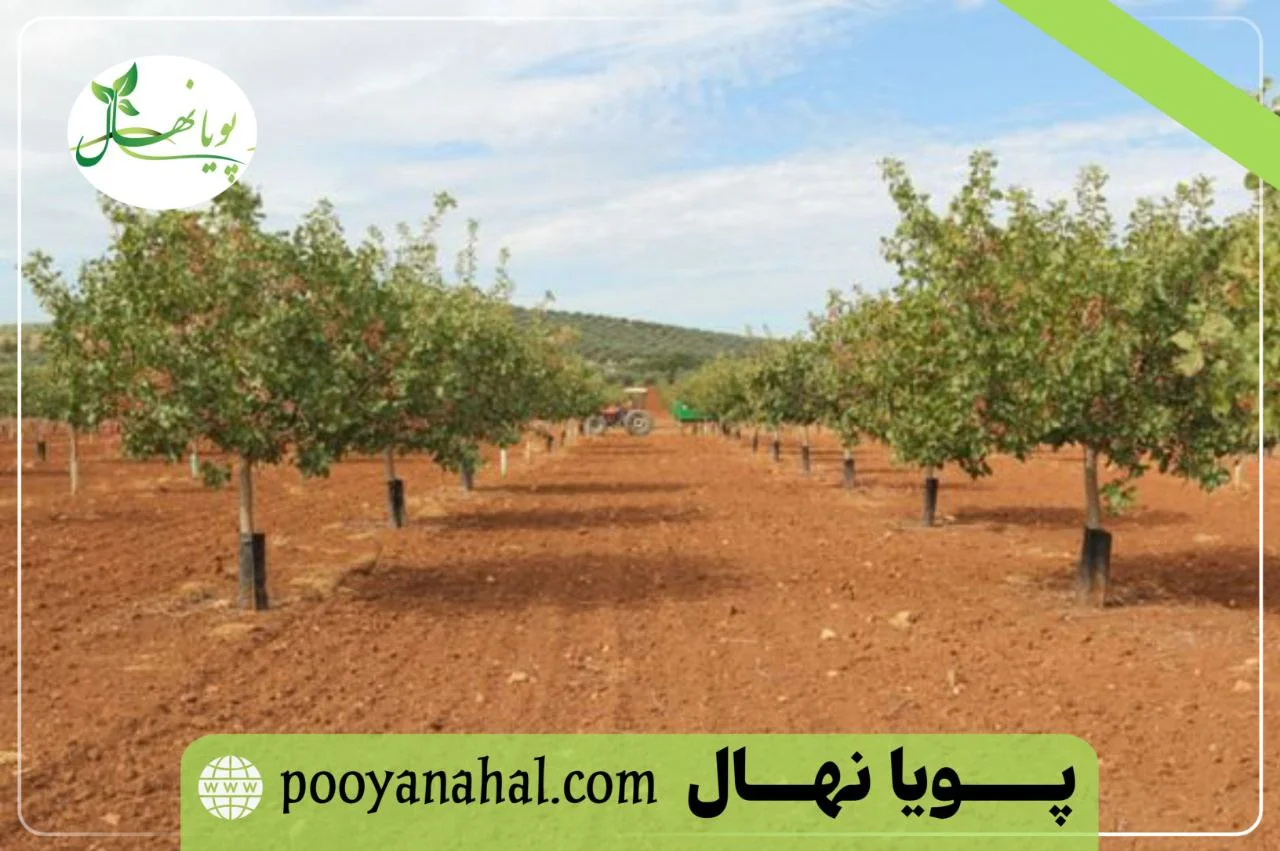 تصویر نهال پسته در یک باغ تجاری
