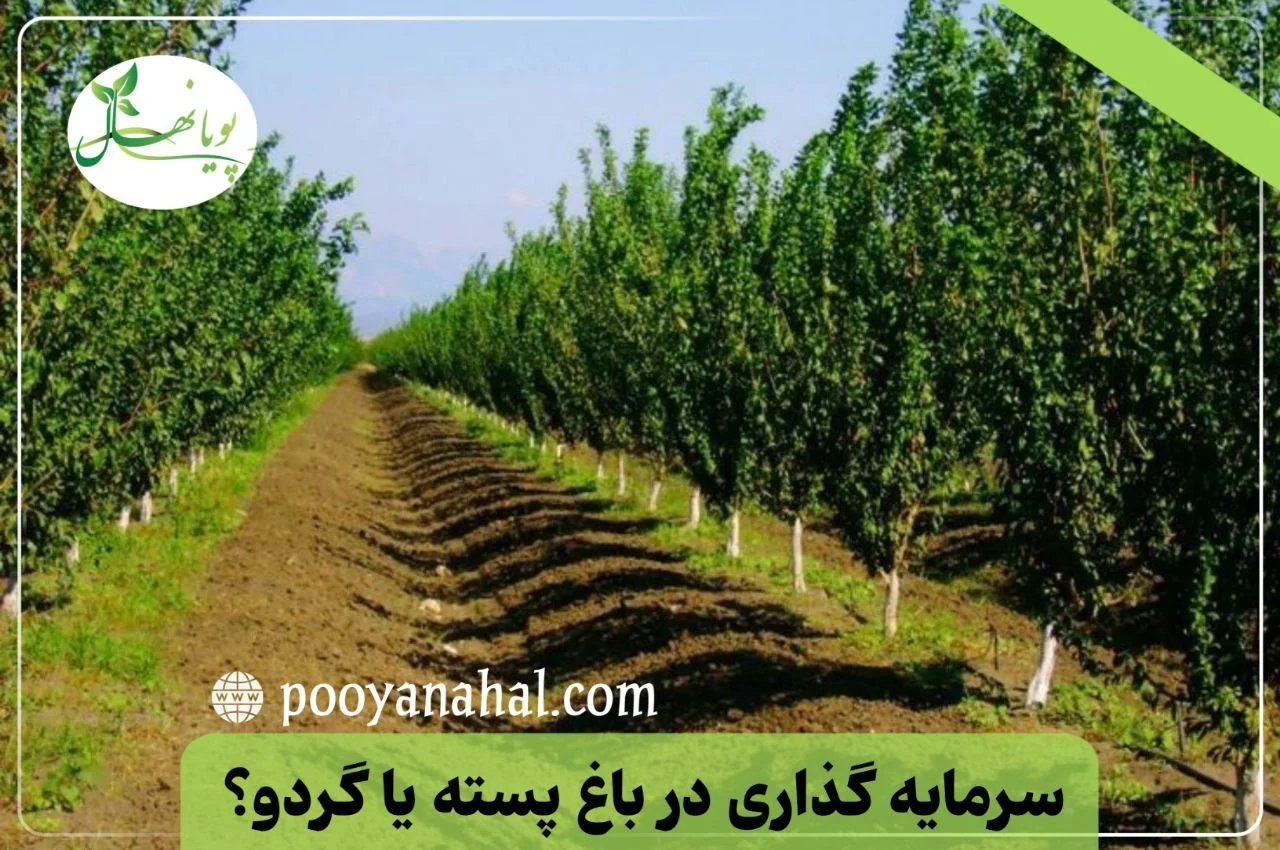 سرمایه‌ گذاری در باغ پسته یا گردو؟ مقایسه بازدهی و هزینه‌ ها