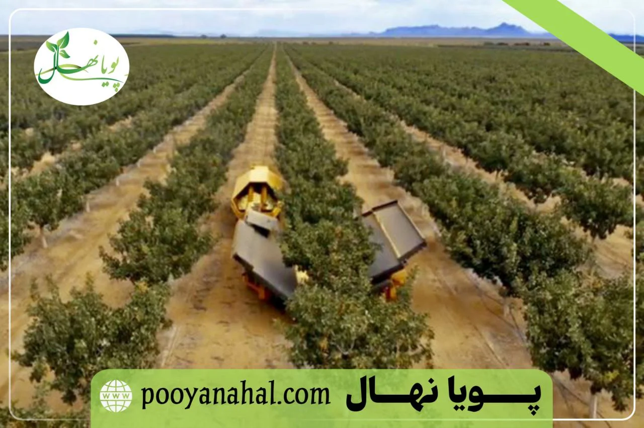 بازدهی و سودآوری درخت پسته یا گردو