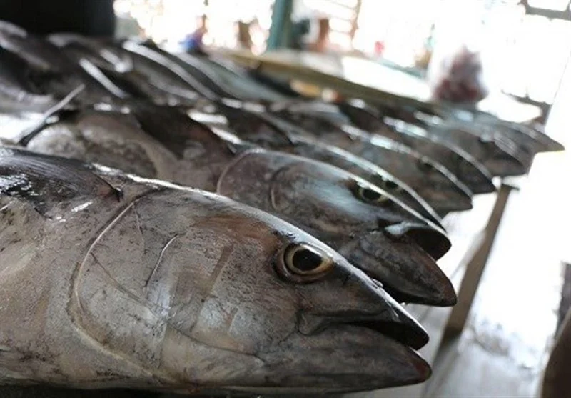 فعالیت 8 هزار شناور برای صید تون‌ماهیان در کشور