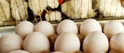 صادرات تخم مرغ از سرگرفته شد_695d3dc631823.jpeg