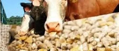 قیمت نهاده‌های دامی پس از حذف ارز ترجیحی کشف شد_695bebe31db15.jpeg