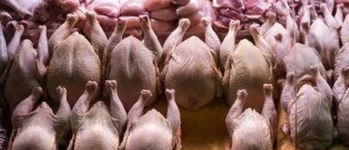 کشور همسایه به داد بازار مرغ ایران رسید_69abbc8f4e002.jpeg